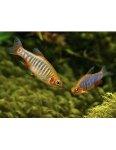 Celestichthys erythromicron (rasbora emeraude) lot de 10...