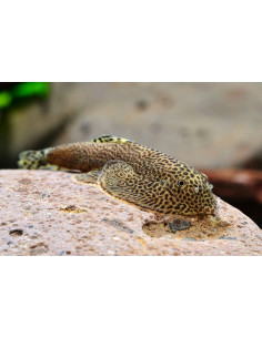 Beaufortia leveretti (GASTROMYZON) 3 cm