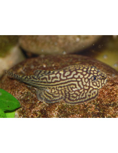 Sewellia lineolata (GASTROMYZON) 3 cm