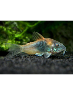 Corydoras Venezuela Orange 2,5cm