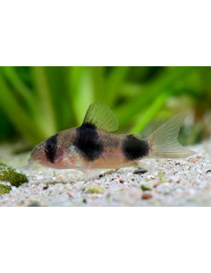 Corydoras weitzmani 2,5cm