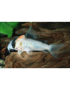 Corydoras adolfoi 3cm