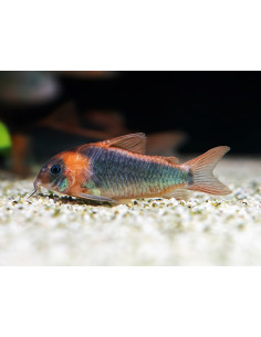 Corydoras eques 3m