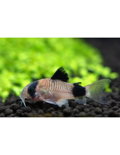Corydoras panda 2cm
