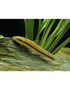 Gyrinocheilus Aymonieri 4-4,5cm