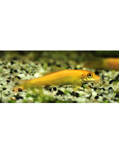 Gyrinocheilus Aymonieri Doré 3,5cm