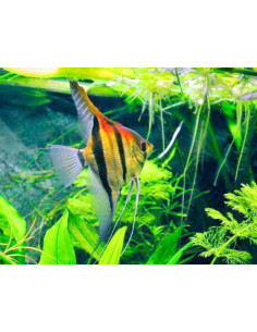 Scalaire Manacapuru Red back 4-4,5cm