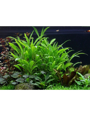 Hygrophila costata