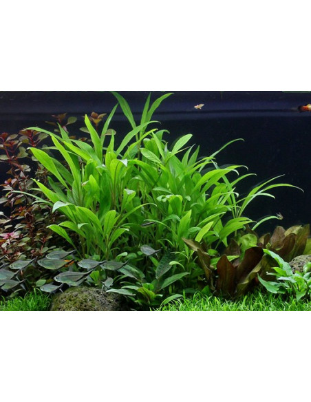 Hygrophila costata