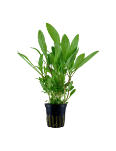 Hygrophila costata