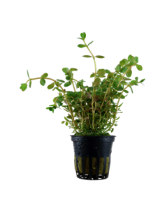 Rotala rotundifolia en pot