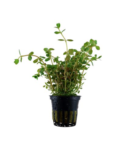 Rotala rotundifolia en pot