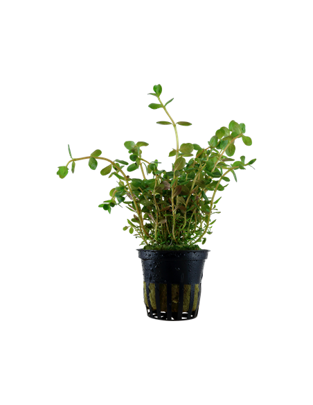 Rotala rotundifolia en pot