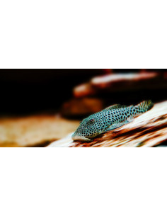 Chaetostoma thomsoni (Ancistrus bouledogue) 4-4,5cm