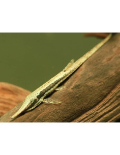 Farlowella Acus 7-8,5cm