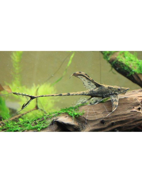 Sturisoma Aureum - Farlowella Royal 9-11,5 cm