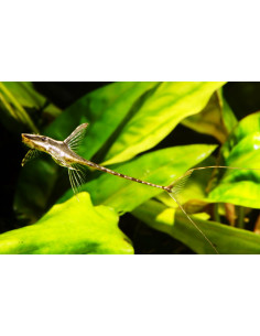 Sturisoma Aureum - Farlowella Royal 9-11,5 cm 2