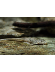 Hemiloricaria melini 6-6,5 cm ELV FR