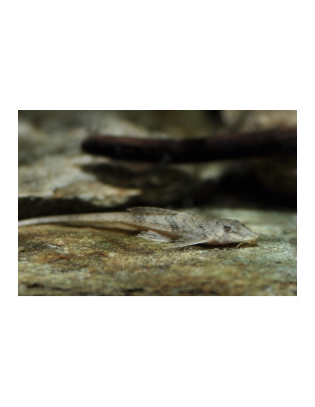 Hemiloricaria melini 6-6,5 cm ELV FR