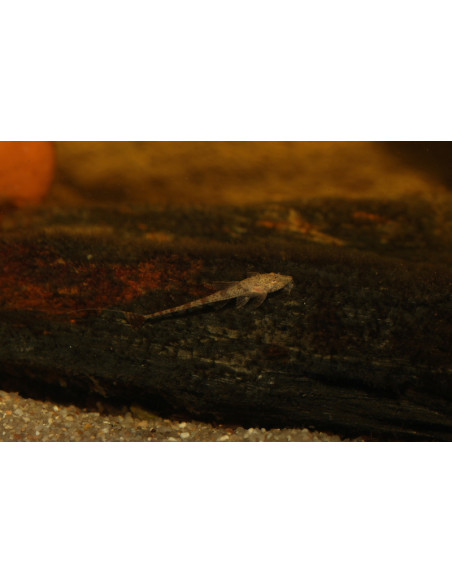 Hemiloricaria melini 6-6,5 cm ELV FR