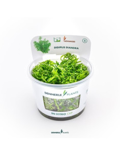 Didiplis diandra - Invitro