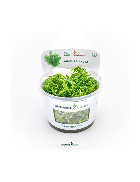 Didiplis diandra - Invitro