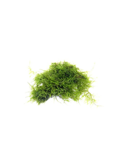 Vesicularia sp. 'Triangle Moss' en portion