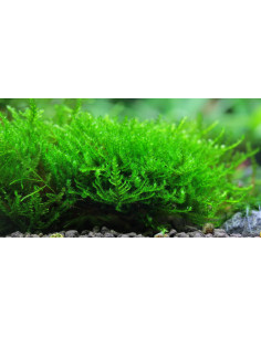 Vesicularia sp. 'Triangle Moss' en portion 2