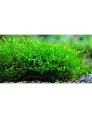 Vesicularia sp. 'Triangle Moss' en portion