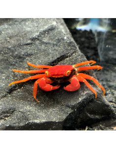 Crabe Vampire ''Tomato''(Geosesarma Species) 2 cm
