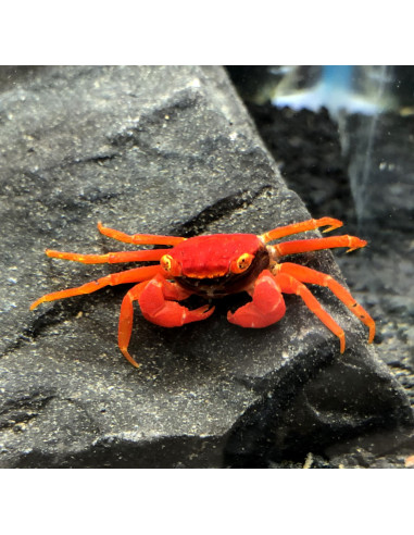 Crabe Vampire ''Tomato''(Geosesarma Species) 2 cm