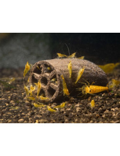 Glasgarten - Crispy Caves Baby - 6pcs 2