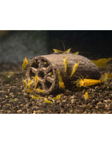 Glasgarten - Crispy Caves Baby - 6pcs