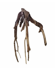 Racine Talawa Wood -30 à 45 cm