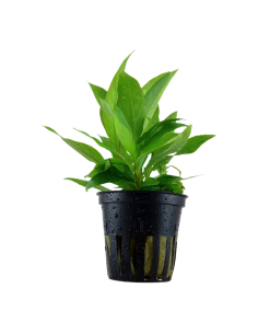 Hygrophila corymbosa 'Stricta' en pot