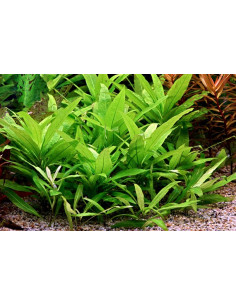 Hygrophila corymbosa 'Stricta' en pot 2