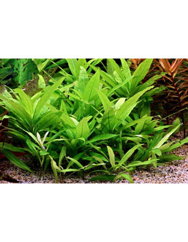 Hygrophila corymbosa 'Stricta' en pot