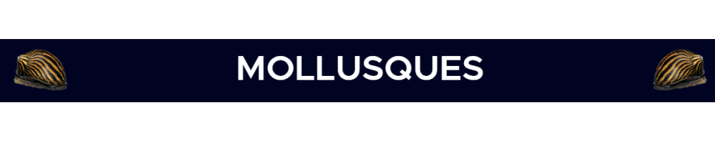 Mollusques