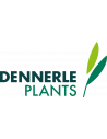 Dennerle plant